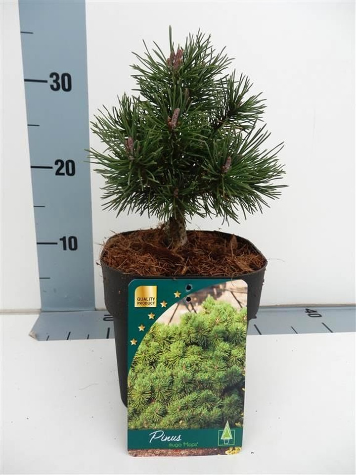 Pušis kalninė (Lot Pinus mugo) 'Mops' C2/P17
