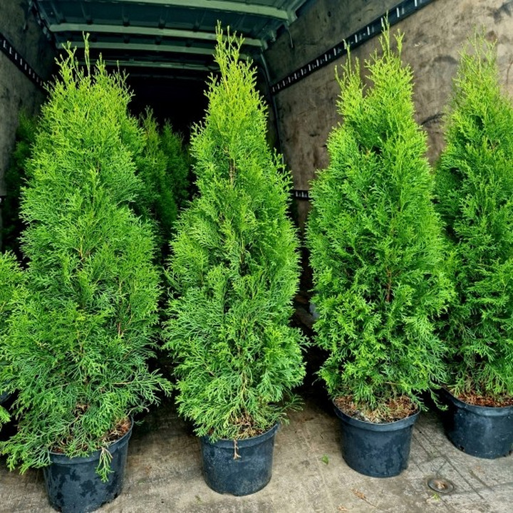 Tuja Vakarine "Smaragd" PREMIUM 100-110cm-TUJOS-SPYGLIUOČIAI