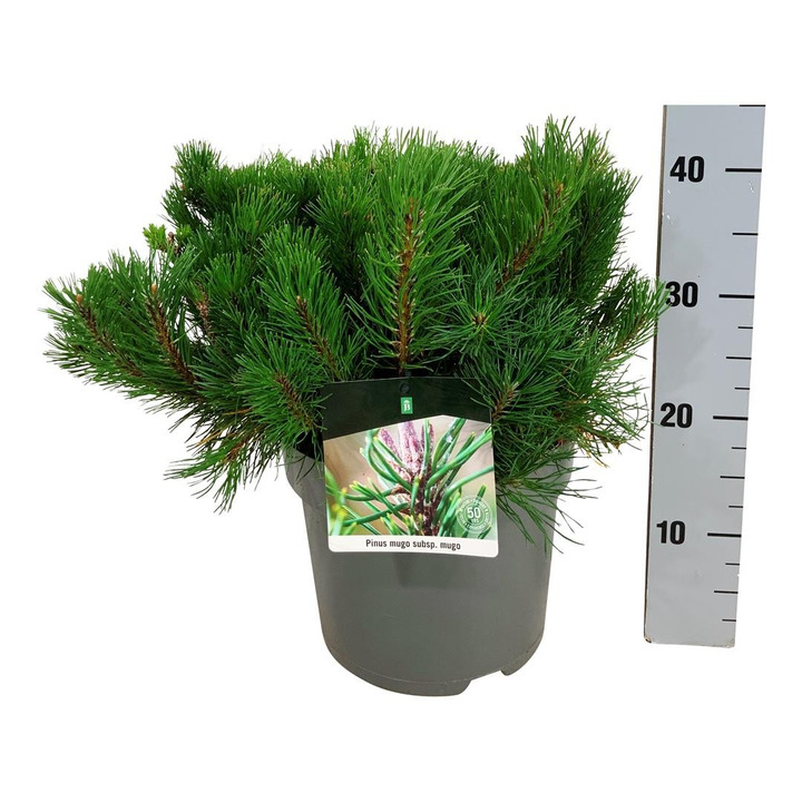 Pušis kalninė (Lot Pinus mugo) 'Mmughus' C7,5/P26 30-40 CM