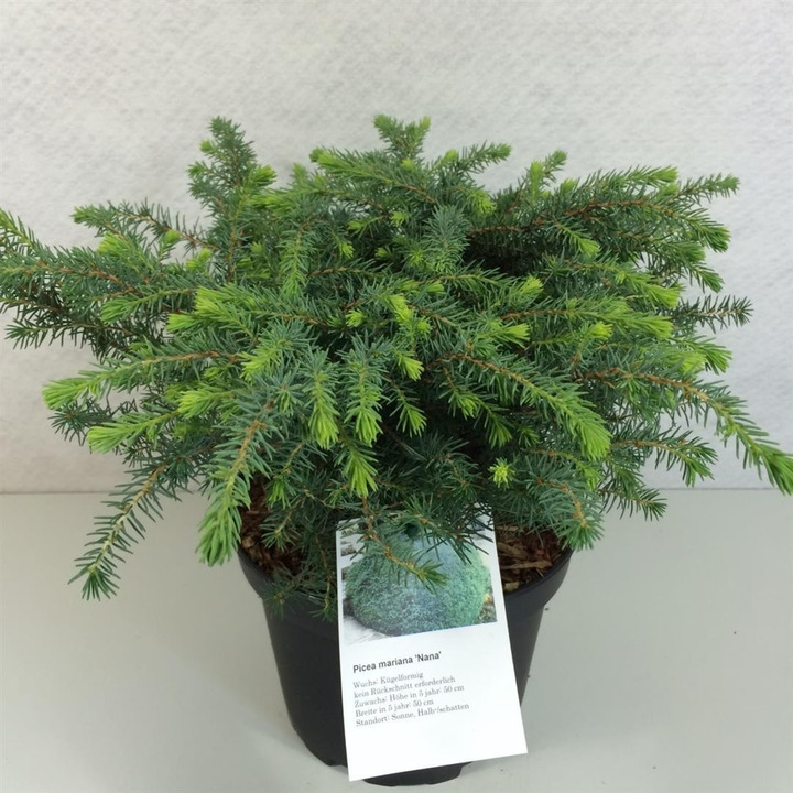 Eglė juodoji (Lot Picea mariana) 'Nana' C3/P19 25-30 CM