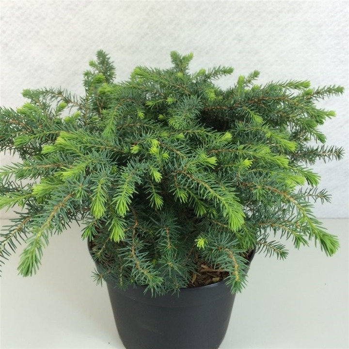 Eglė juodoji (Lot Picea mariana) 'Nana' C3/P19 25-30 CM