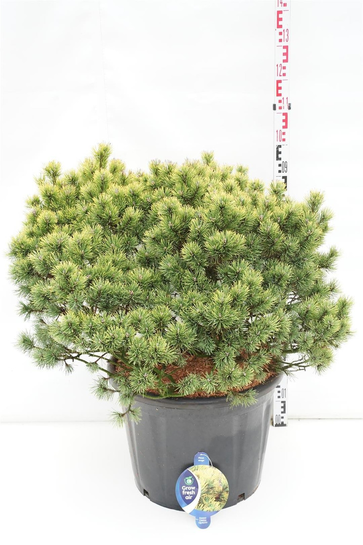 Pušis kalninė (Lot Pinus mugo) 'Ophir' C65 80-100 CM