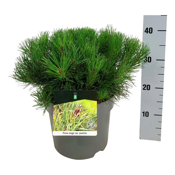 Pušis kalninė (Lot Pinus mugo) 'Pumilio' C7,5/P26 30-40 CM