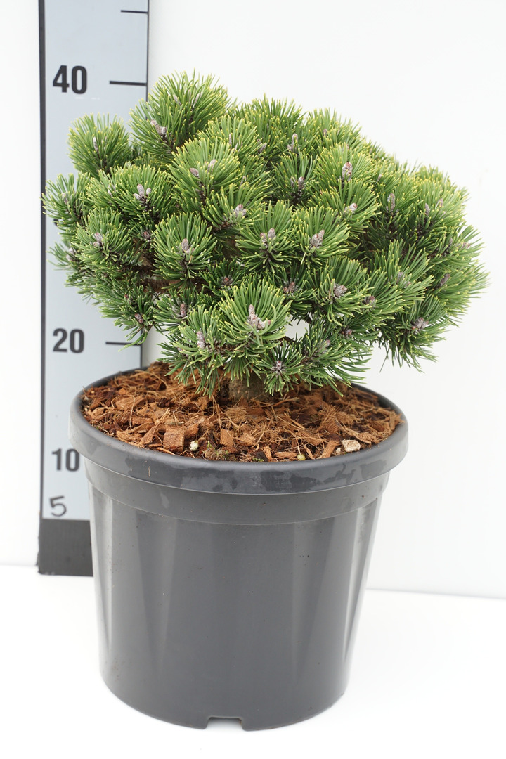 Pušis kalninė (Lot Pinus mugo) 'Sherwood Compact' C6,5/P24 25-30 CM