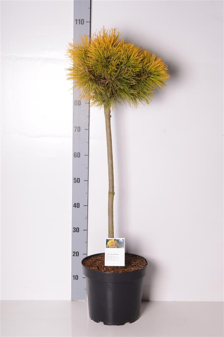 Pušis kalninė (Lot Pinus mugo) 'Winter Gold' C7,5/P26 STIEBAS 60 CM