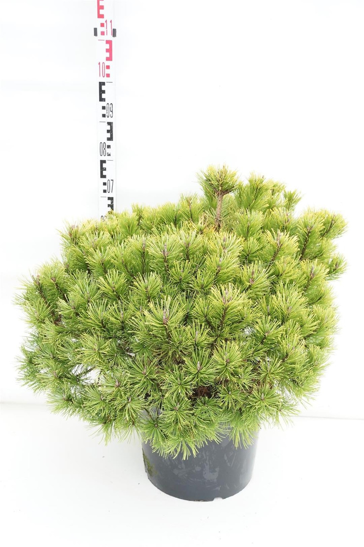 Pušis kalninė (Lot Pinus mugo) 'Winter Gold' C25 60-80 CM