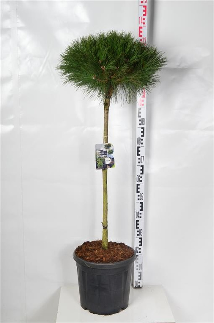 Pušis juodoji (Lot Pinus nigra) 'Brepo' C18 STIEBAS 70 CM