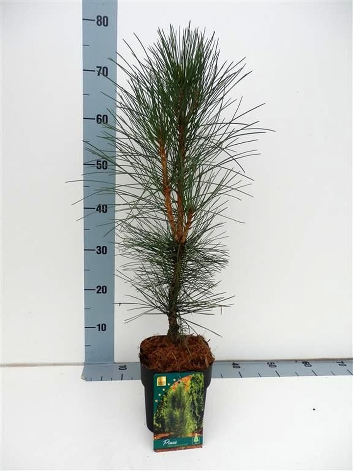 Pušis juodoji (Lot Pinus nigra) 'Green Rocket' C2/P17