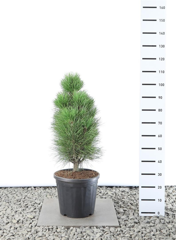 Pušis juodoji (Lot Pinus nigra) 'Green Tower' C20 60-80 CM