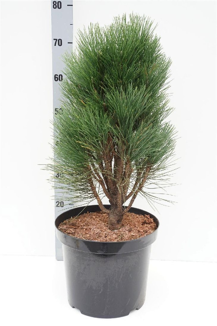 Pušis juodoji (Lot Pinus nigra) 'Green Tower' C12 50-60 CM