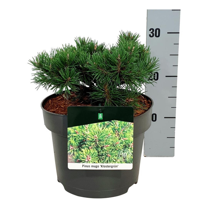 Pušis kalninė (Lot Pinus mugo) 'Klostergrun' C5/P23 15-20 CM