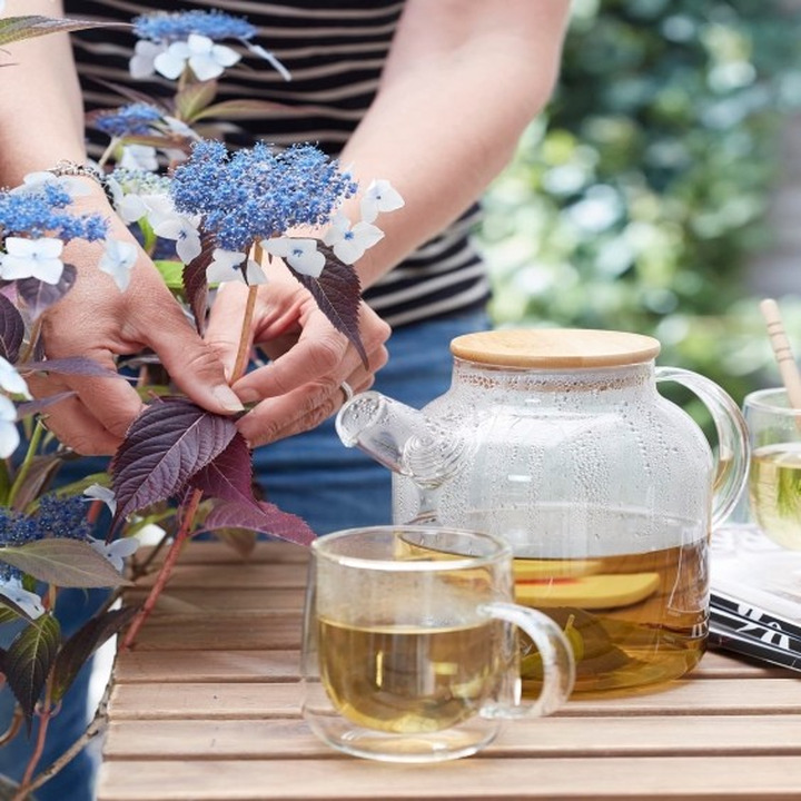 HydranTEA SERRATA C5-HORTENZIJOS-KRŪMAI