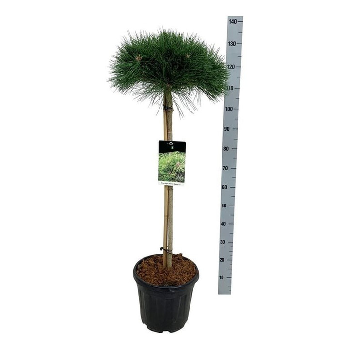 Pušis juodoji (Lot Pinus nigra) 'Pierrick Brégeon' C15 STIEBAS 80 CM Ø40-50