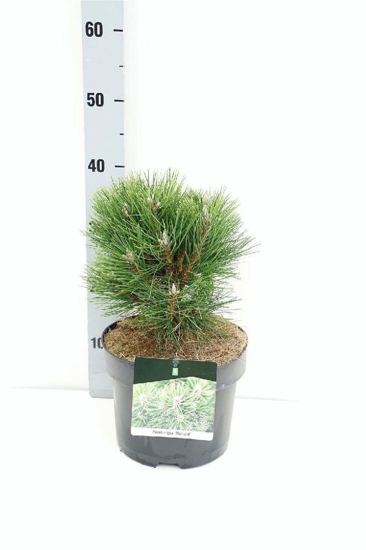 Pušis juodoji (Lot Pinus nigra) 'Richard' C5/P23 25-30 CM