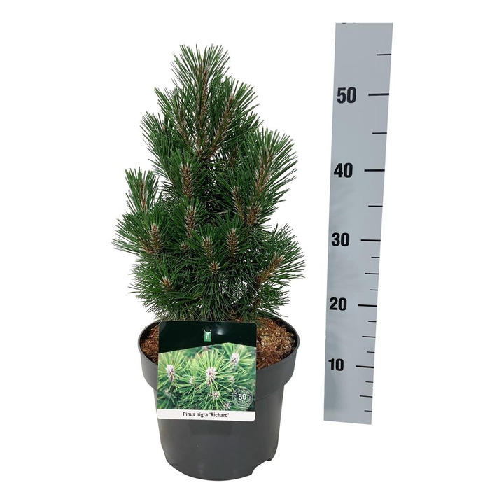 Pušis juodoji (Lot Pinus nigra) 'Richard' C5/P23 25-30 CM