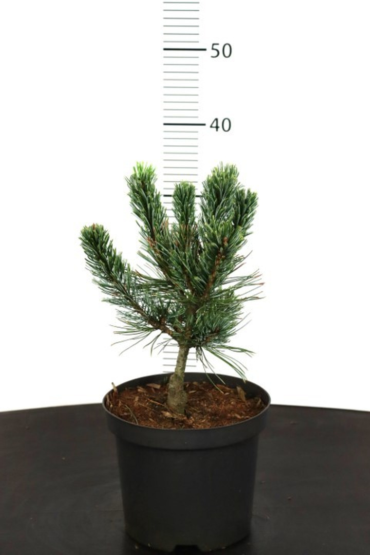 Pušis žemoji (Lot Pinus pumila) 'Glauca' C3/P19 20-30 CM