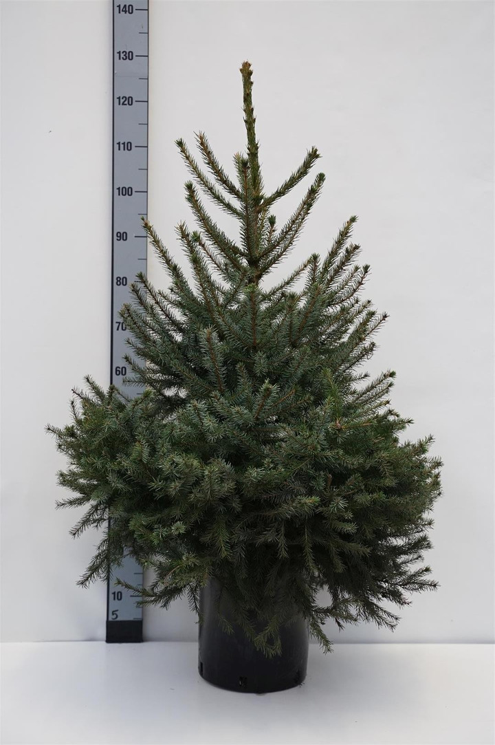 Eglė serbinė (Lot Picea omorika)  C10 80-100 CM