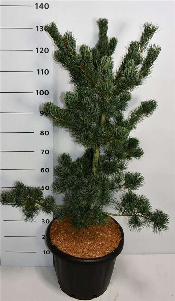 Pušis Smulkiažiedė (Lot Pinus parviflora) 'Azumi Goye' C18 80-90 CM