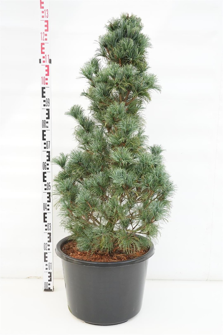Pušis smulkiažiedė  (Lot Pinus parv.) 'Bonnie Bergman' C30 80-100 CM