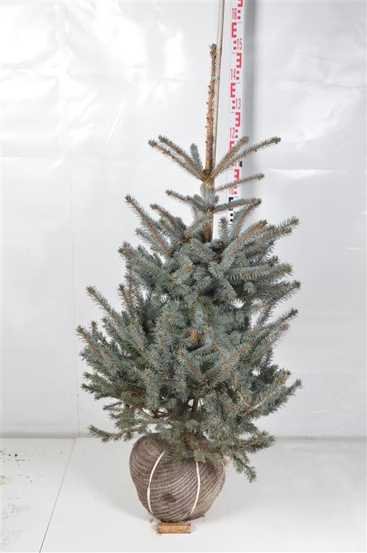 Eglė dygioji (Lot Picea pungens) 'Erich Frahm' 100-125 CM RB EXTRA