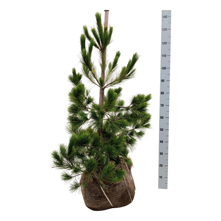 Pušis balkaninė  (Lot Pinus peuce)  80-100 CM RB  EXTRA