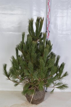 Pušis balkaninė  (Lot Pinus peuce)  80-100 CM RB  EXTRA - nuotrauka 2