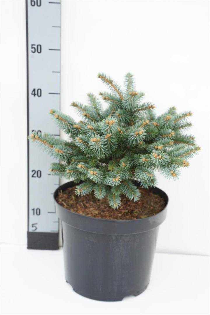 Eglė dygioji (Lot Picea pungens) 'Glauca Globosa' C7,5/P26 20-30 CM