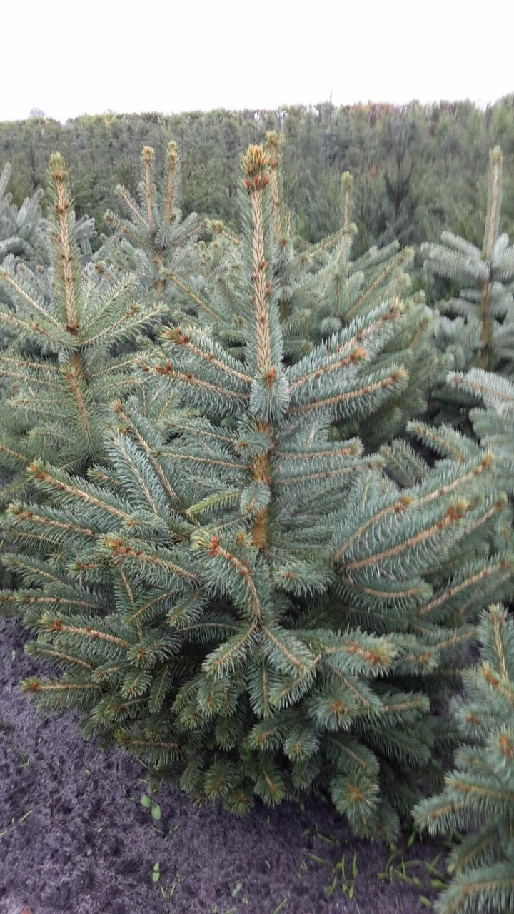 Eglė dygioji (Lot Picea pungens) 'Glauca' RB 60-80 CM