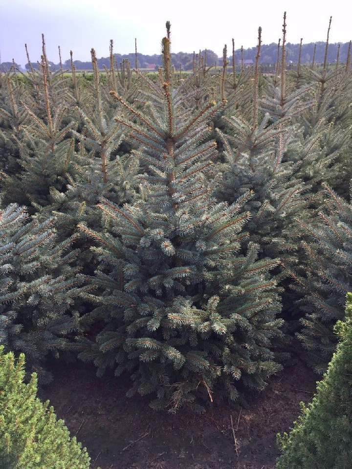 Eglė dygioji (Lot Picea pungens) 'Glauca' 150-175 CM RB EXTRA