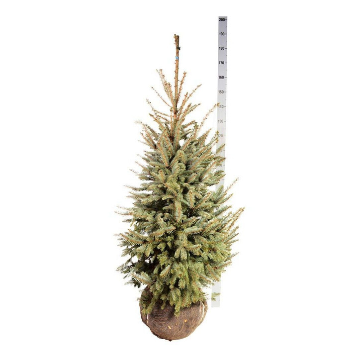 Eglė dygioji (Lot Picea pungens) 'Glauca' 125-150 CM RB  EXTRA