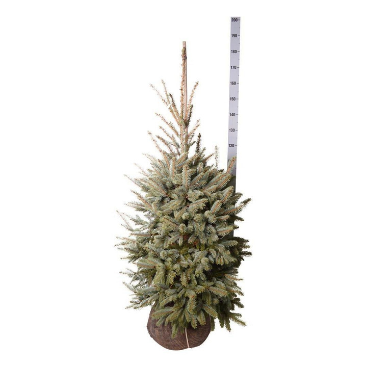 Eglė dygioji (Lot Picea pungens) 'Glauca' 100-125 CM RB EXTRA