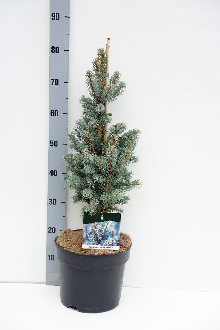 Eglė dygioji (Lot Picea pungens) 'Iseli Fastigiate' C7,5/P26 50-60 CM