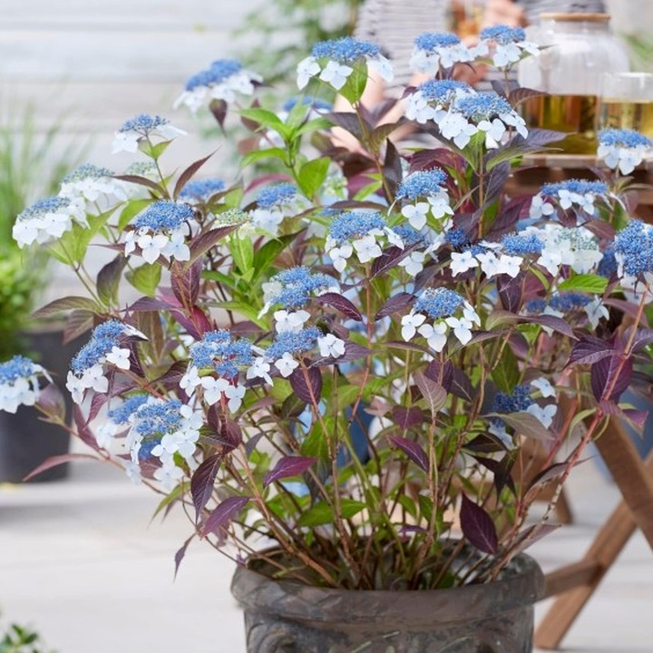 HydranTEA SERRATA C5-HORTENZIJOS-KRŪMAI