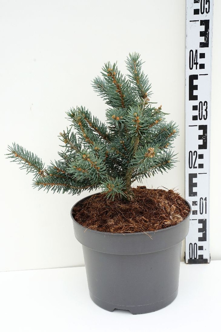 Eglė dygioji (Lot Picea pungens) 'Karpaten' C5/P23 20-25 CM