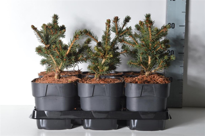 Eglė dygioji (Lot Picea pungens) 'Lucky Strike' C2/P17