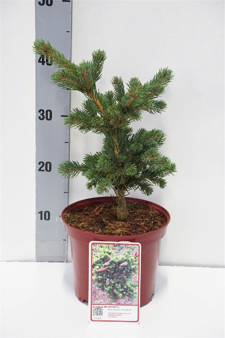 Eglė dygioji (Lot Picea pungens) 'Lucky Strike' C3/P19 20-25 CM