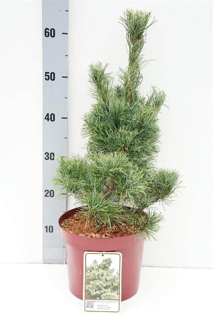 Pušis smulkiažiedė  (Lot Pinus parv.) 'Schoon's Bonsai' C5/P23 40-50 CM