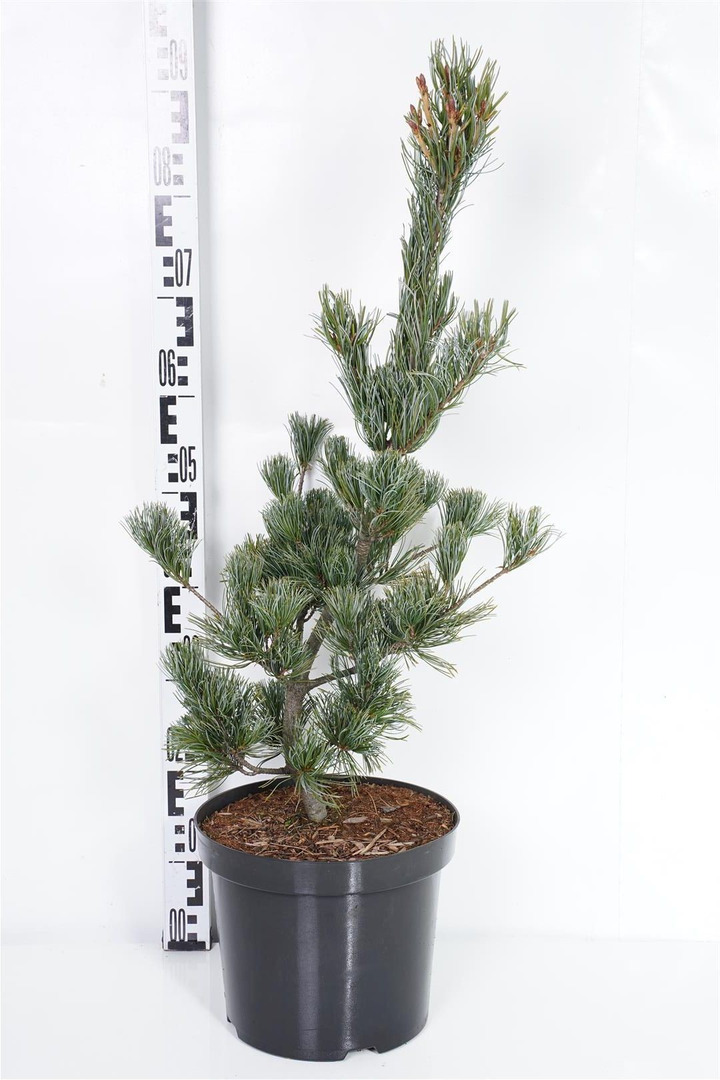Pušis smulkiažiedė  (Lot Pinus parv.) 'Tempelhof' C7,5/P26 50-60 CM