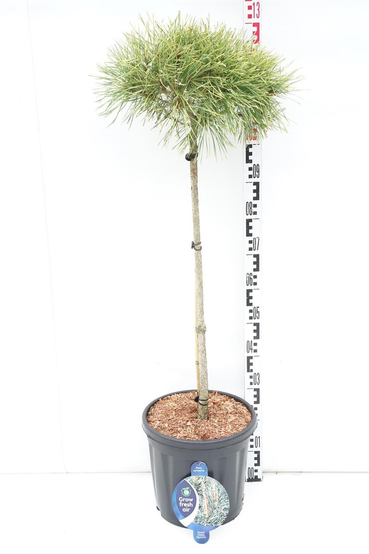 Pušis paprastoji (Lot Pinus sylv.) 'Aurea' C18 STIEBAS 80 CM