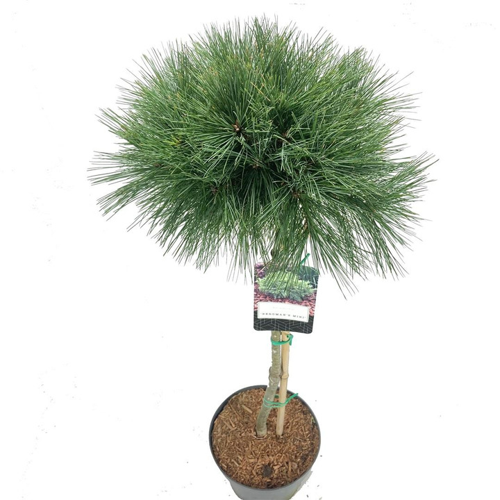 Pušis veimutinė (Lot Pinus strobus) 'Bergman's Mini' C5/P23 STIEBAS 60 CM