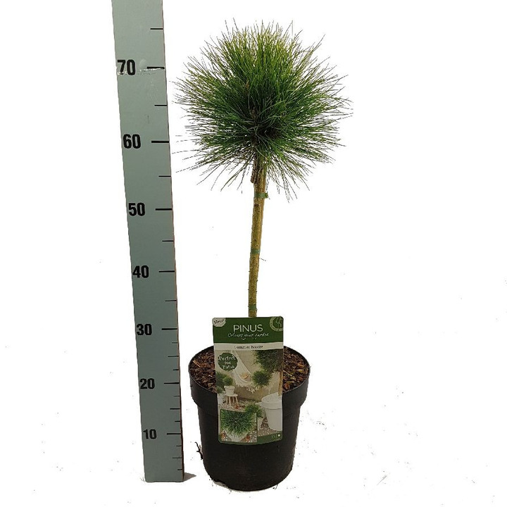 Pušis (Lot Pinus) 'Summer Breeze' C7,5/P26 STIEBAS 40 CM