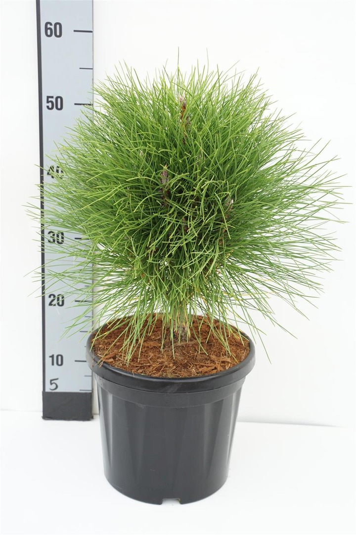 Pušis (Lot Pinus) 'Summer Breeze' C7,5/P26 25-30 CM