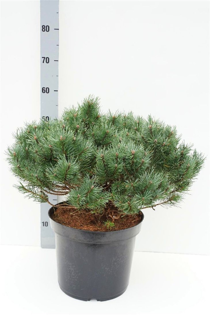 Pušis paprastoji (Lot Pinus sylv.) 'Martham' C12 50-60 CM