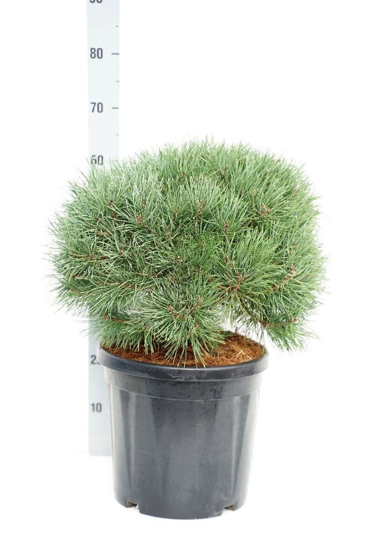 Pušis paprastoji (Lot Pinus sylv.) 'Martham' C18 40/+ CM