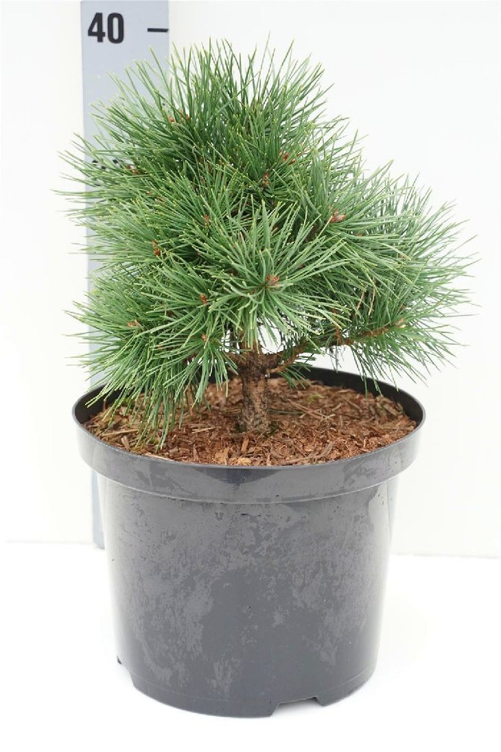Pušis paprastoji (Lot Pinus sylv.) 'Sandringham' C5/P23 20-25 CM