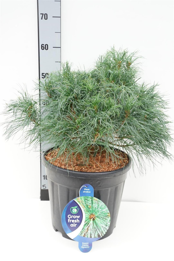Pušis veimutinė (Lot Pinus strobus) 'Tiny Curls' C13 30-40 CM