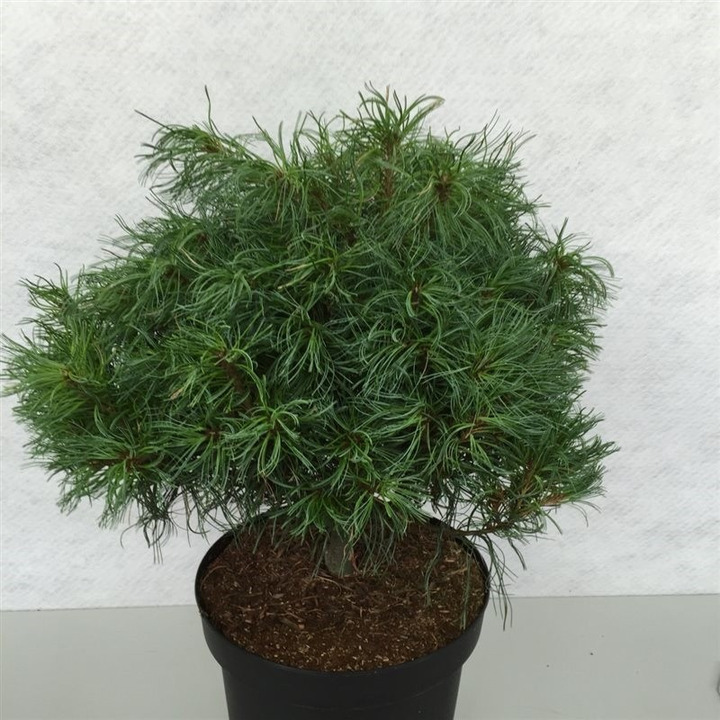 Pušis veimutinė (Lot Pinus strobus) 'Tiny Curls' C10 40-50 CM
