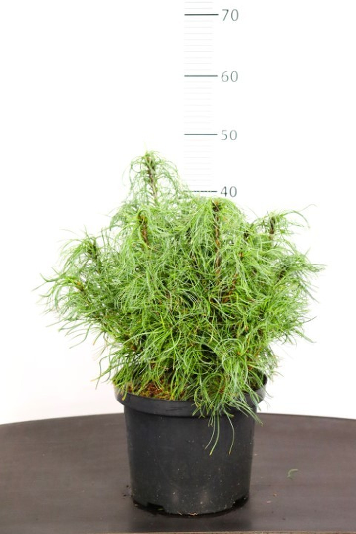 Pušis veimutinė (Lot Pinus strobus) 'Tiny Curls' C5/P23 30-35 CM