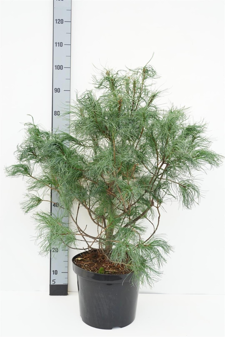 Pušis veimutinė (Lot Pinus strobus) 'Torulosa' C12 70-80 CM