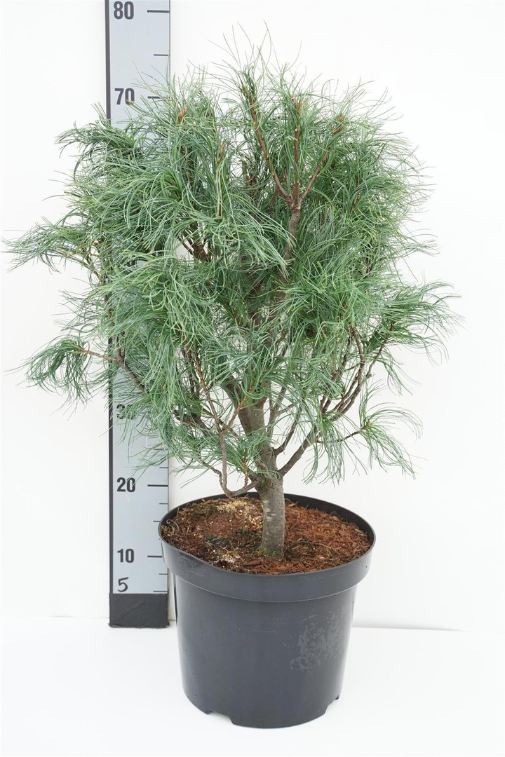 Pušis veimutinė (Lot Pinus strobus) 'Torulosa' C7,5/P26 50-60 CM